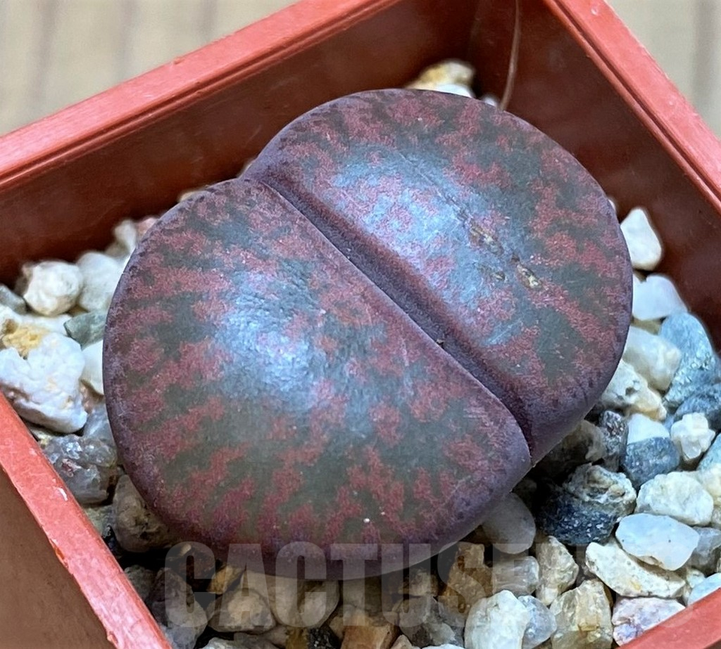 SH4471 Lithops lesliei 'Fred's Redhead'