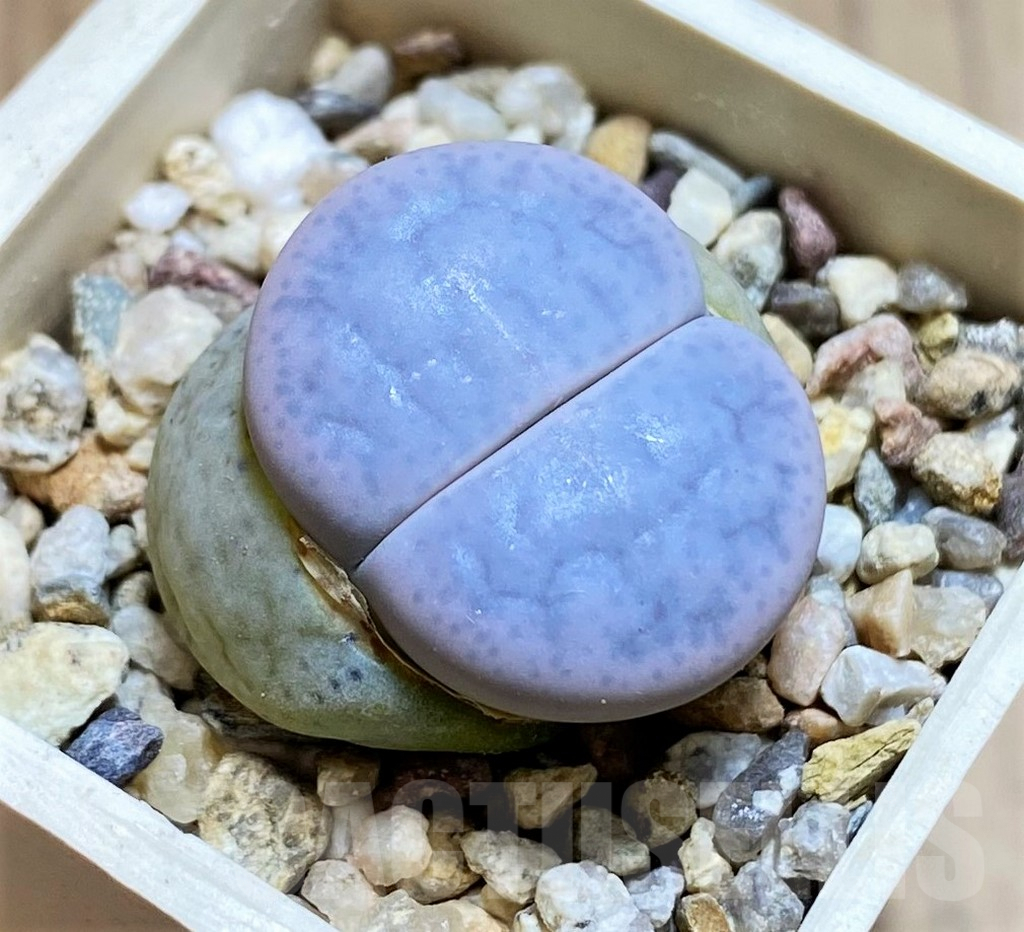 SH4473 Lithops pseudotruncatella v. volkii