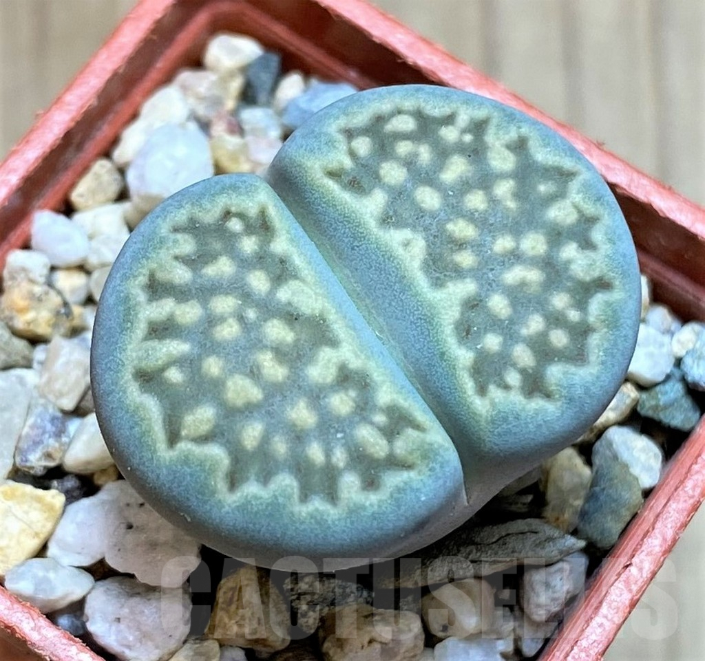 SH4474 Lithops hallii v. ochracea C111A