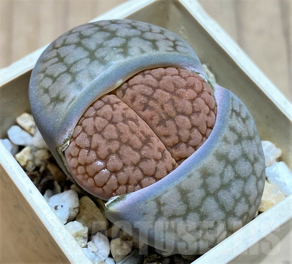 SH4476 Lithops hookeri v. subfenestrata C175