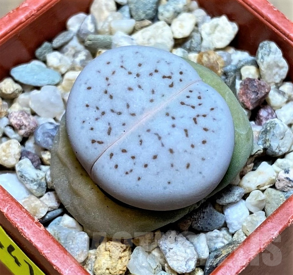 SH4415 Dinteranthus vanzylii