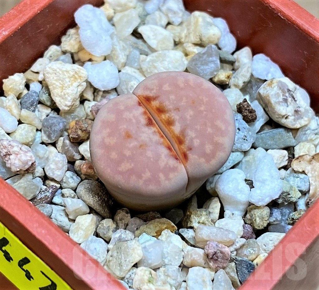 SH4479 Lithops julii 'Hot Lips'