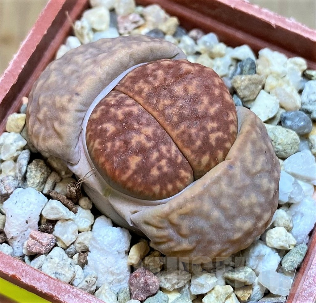 SH4480 Lithops gesinae 'Orang'
