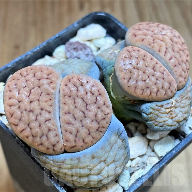 SH4420 Lithops schwantesii v. urikosensis C107