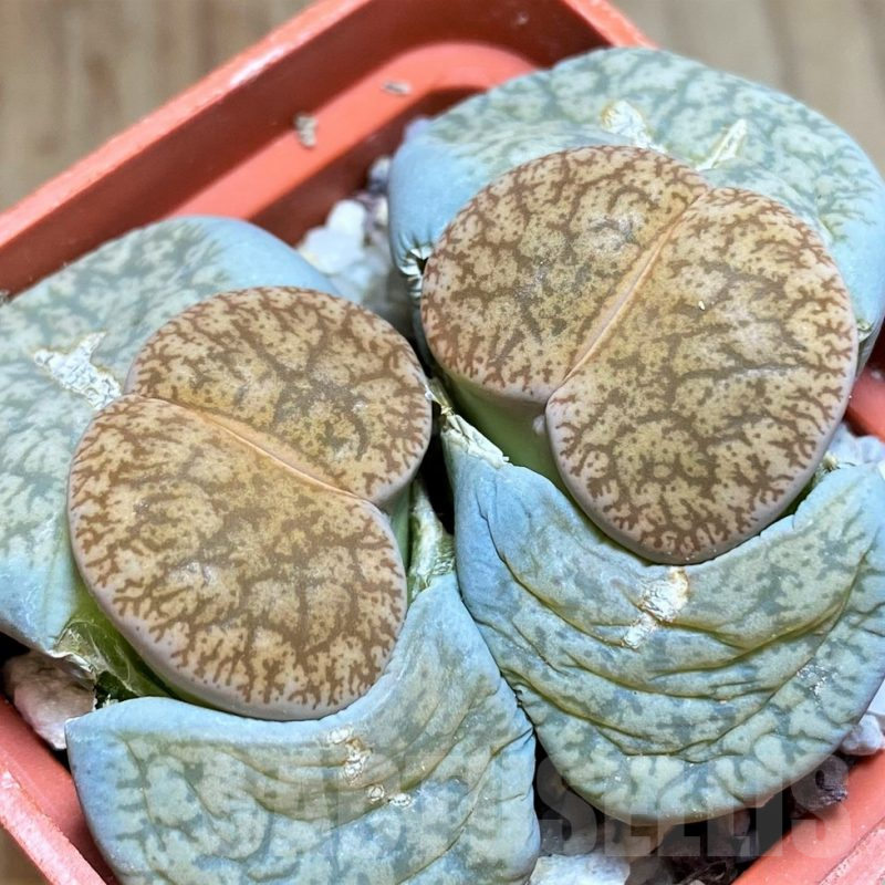 SH4421 Lithops lesliei ‘Albinigold’ x aucampiae ‘Storms´s Snowcap’