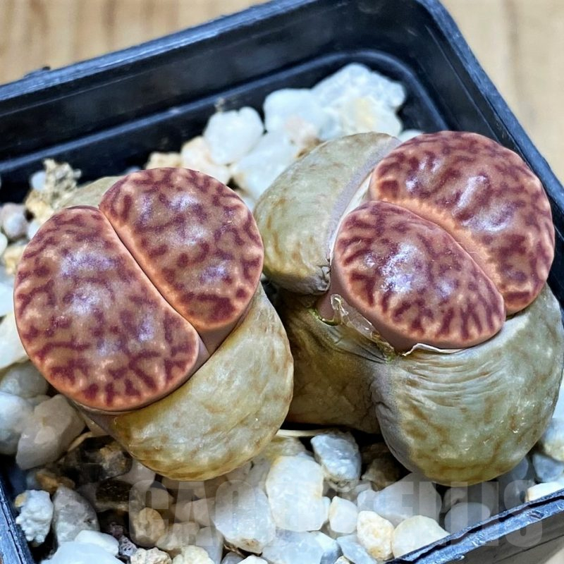 SH4424 Lithops bromfieldii F12F
