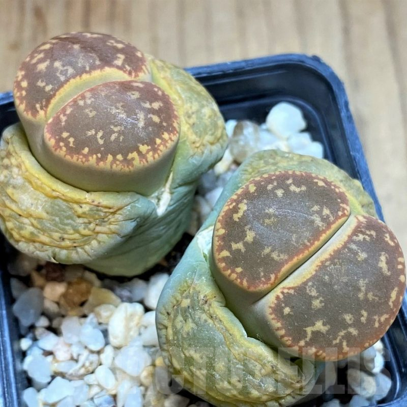 SH4429 Lithops aucampiae SH1665 -Mamaghadi-