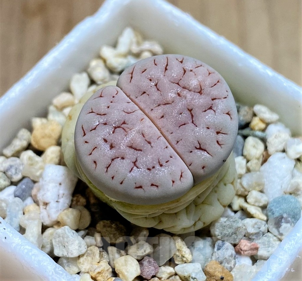 SH4432 Lithops gracilidelineata v. waldroniae C189