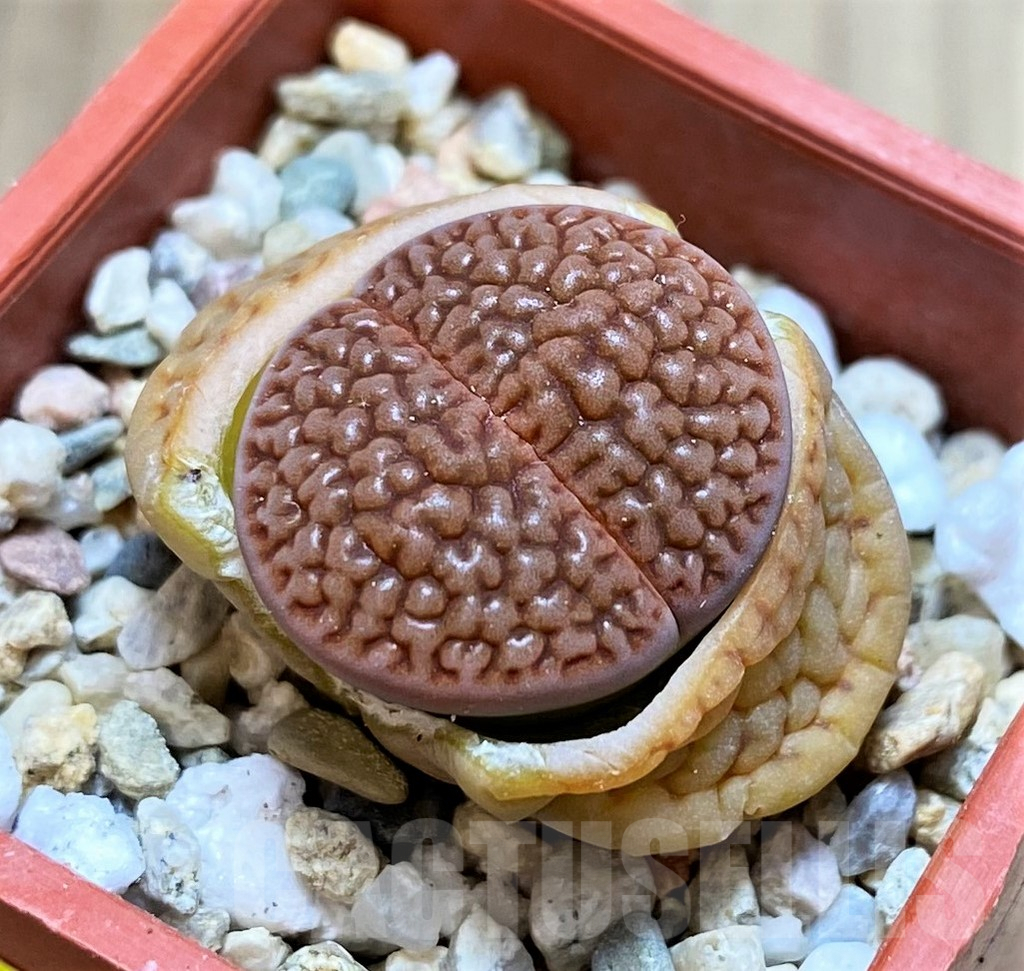 SH4434 Lithops hookeri L54-5