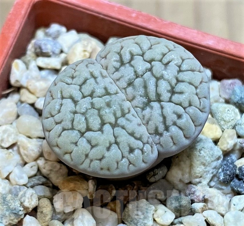 SH4436 Lithops hookeri v. susannae C091