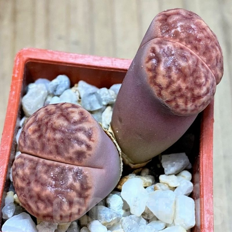 SH4441 Lithops bromfieldii