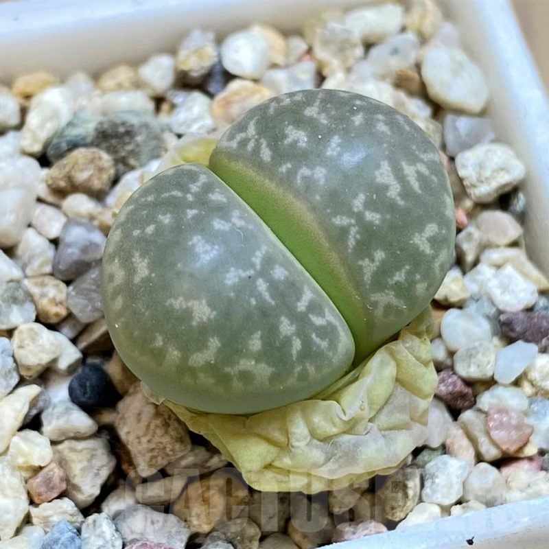 SH4442 Lithops marmorata
