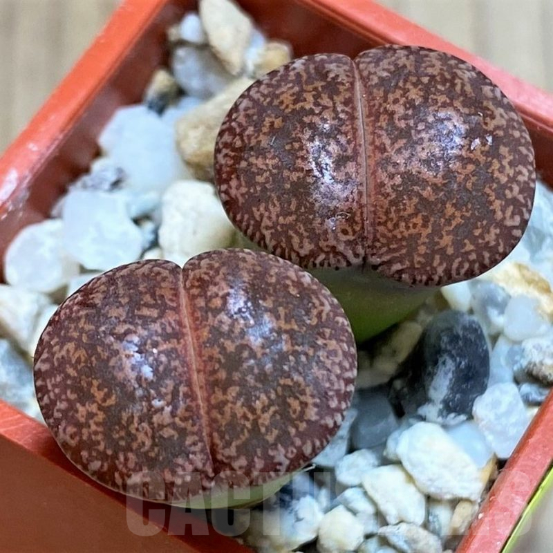 SH4443 Lithops lesliei SH1624 (Kimberley Form)