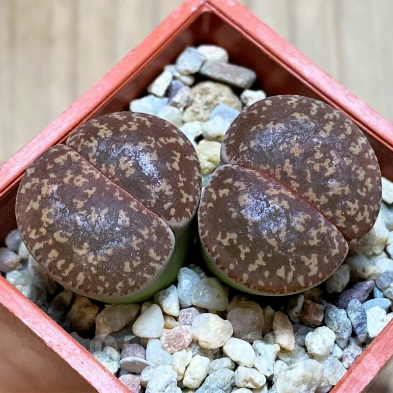 SH4445 Lithops lesliei C49, SH2422