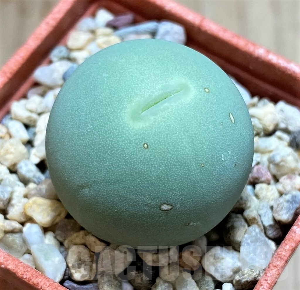 SH4412 Conophytum calculus