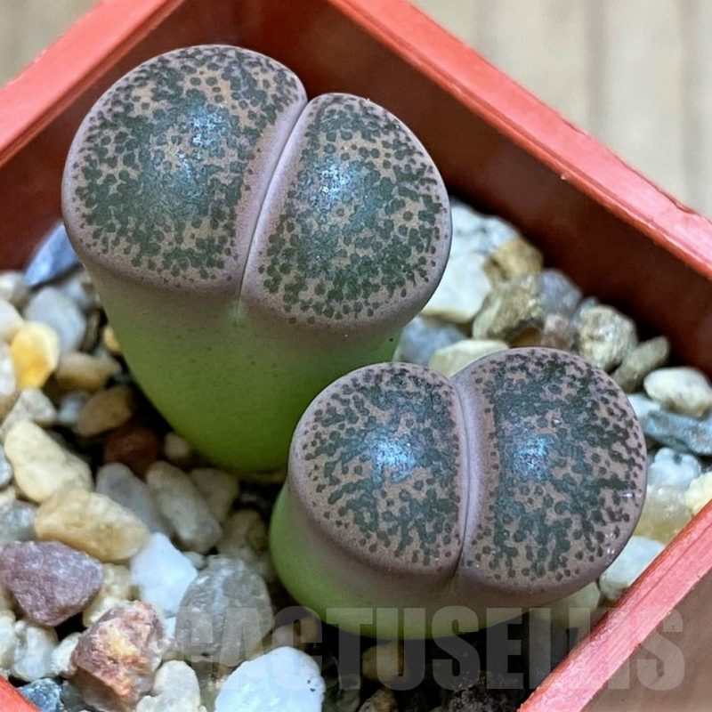 SH4450 Lithops lesliei v. minor