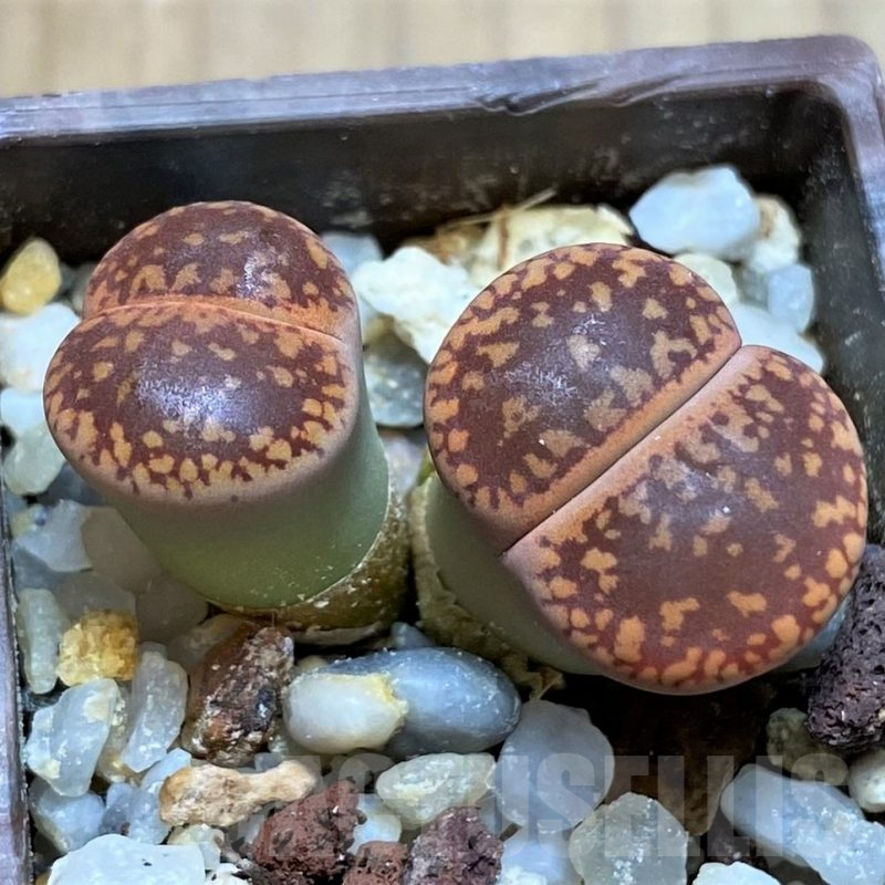 SH4451 Lithops aucampiae C298, SH1694