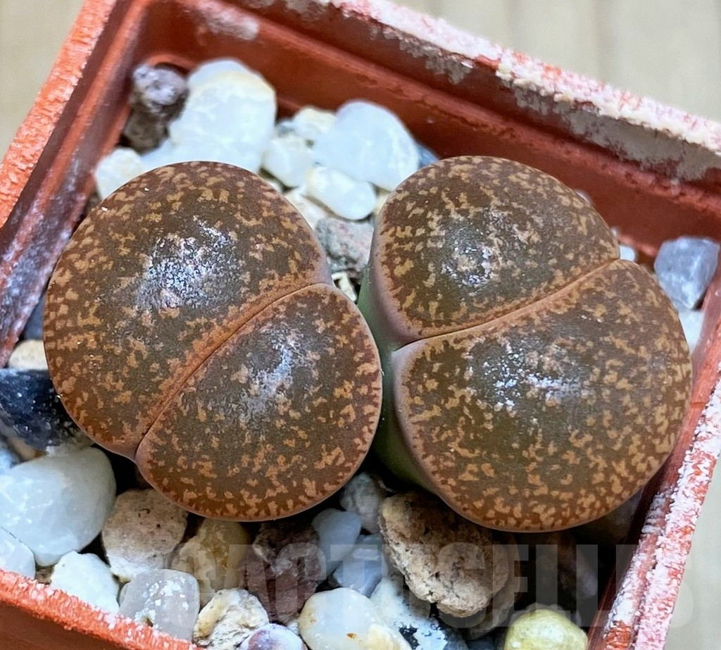 SH4454 Lithops lesliei 'Vivid Green' -Warrenton-