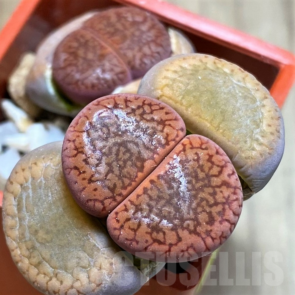 SH4455 Lithops aucampiae -Rudesheim Mountain-