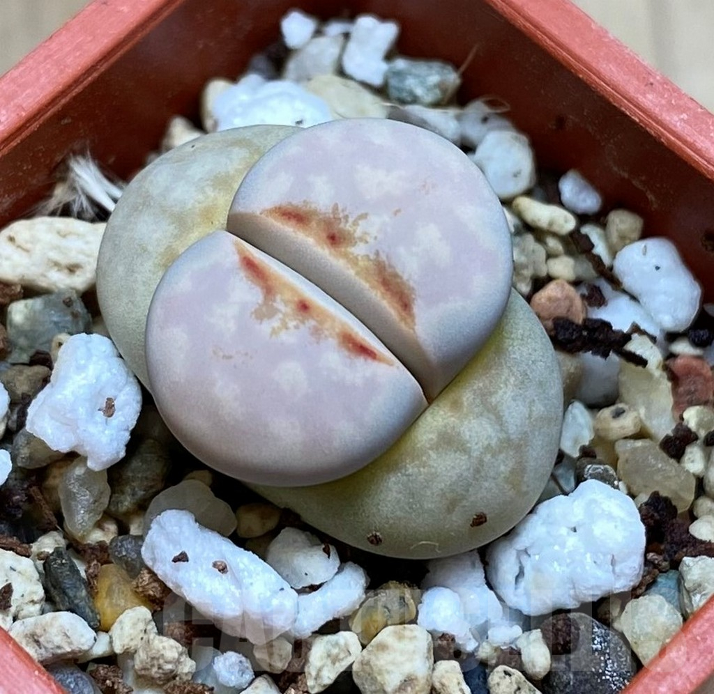 SH4457 Lithops julii 'Hot Lips'