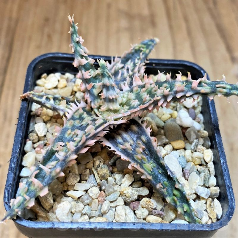 SH4719 Aloe TCT hybrid