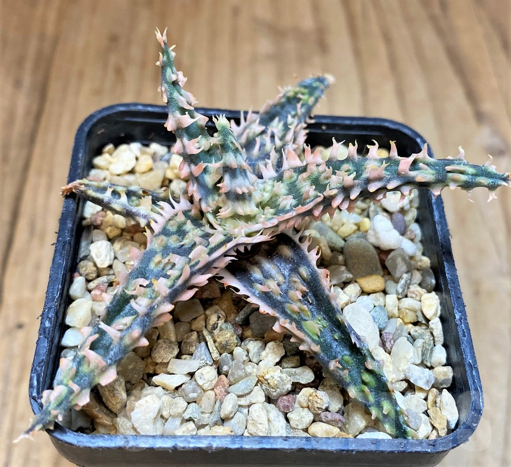 SH4719 Aloe TCT hybrid