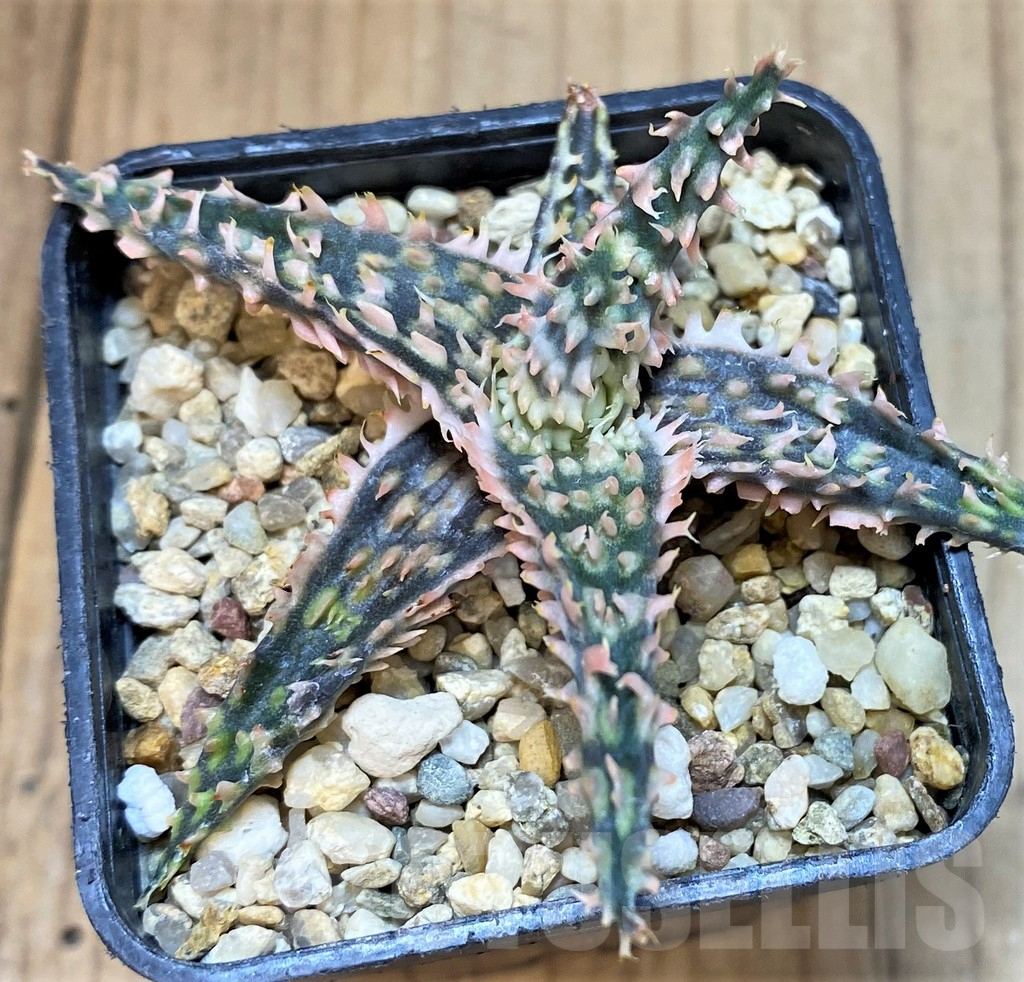SH4719 Aloe TCT hybrid - Image 2