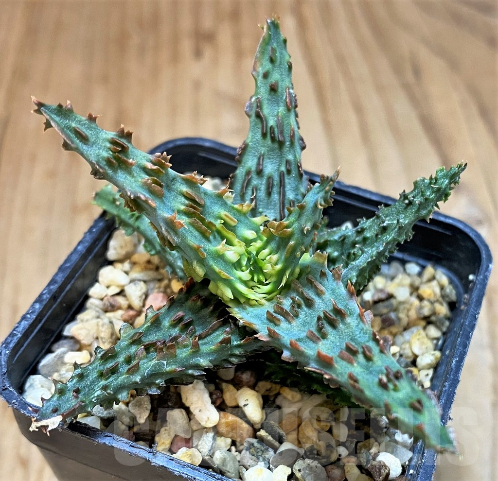 SH4720 Ale TCT hybrid