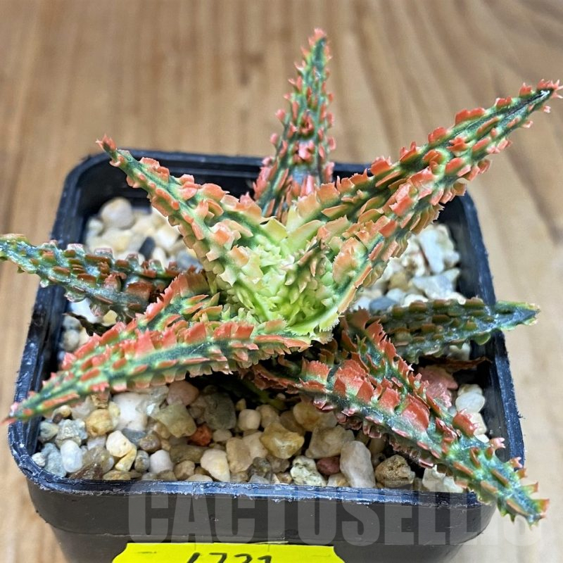 SH4721 Aloe TCT hybrid