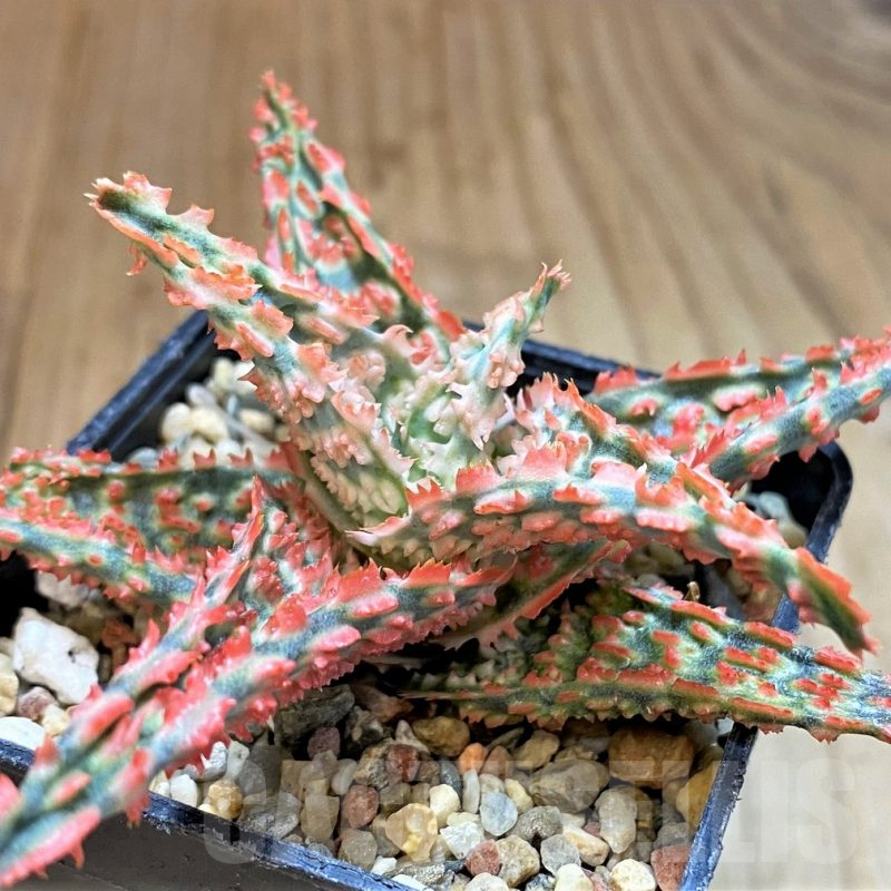 SH4722 Ale TCT hybrid