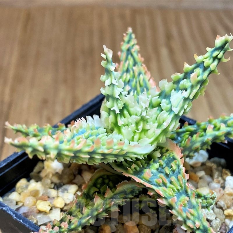SH4723 Aloe TCT hybrid