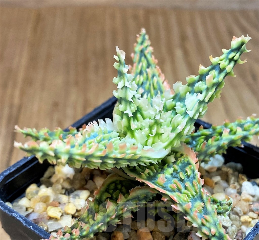 SH4723 Aloe TCT hybrid
