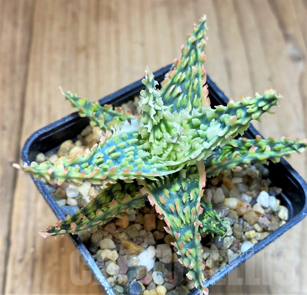 SH4723 Aloe TCT hybrid - Image 2