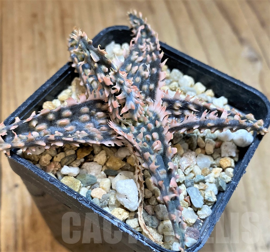 SH4724 Ale TCT hybrid - Image 2