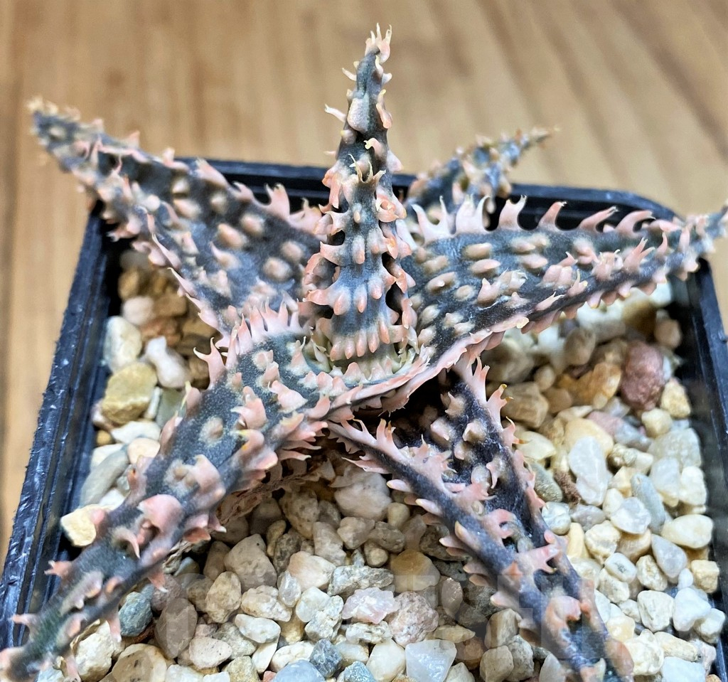 SH4724 Ale TCT hybrid