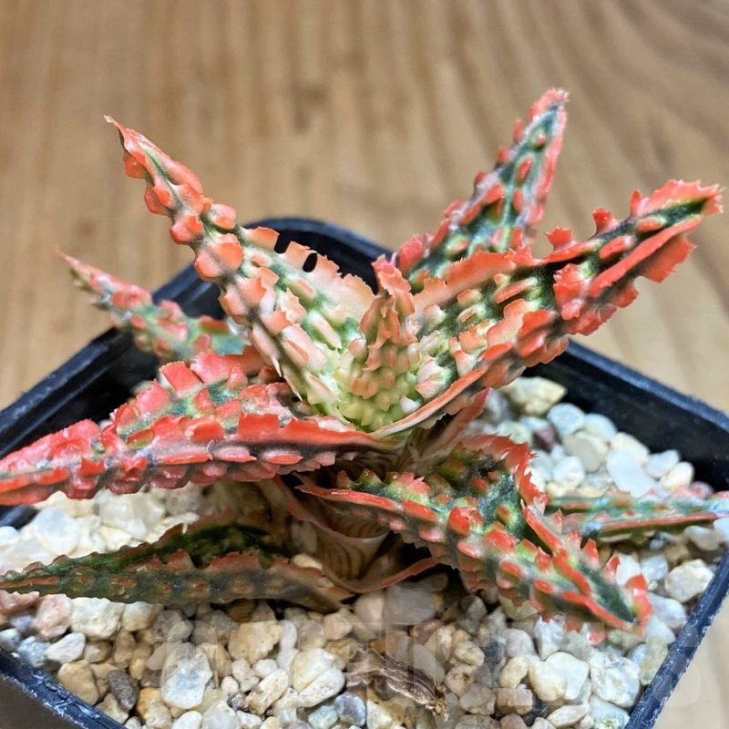 SH4725 Aloe TCT hybrid