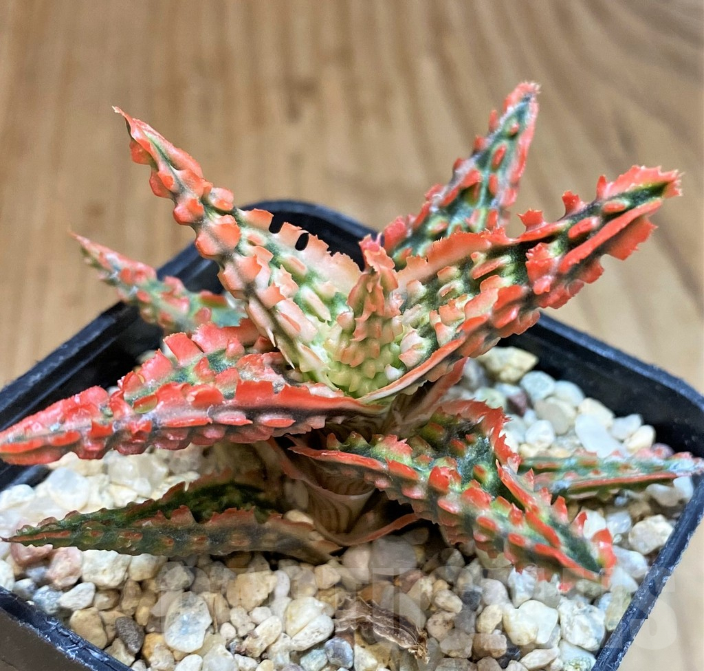 SH4725 Aloe TCT hybrid
