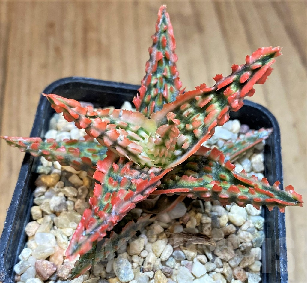 SH4725 Aloe TCT hybrid - 画像 (2)