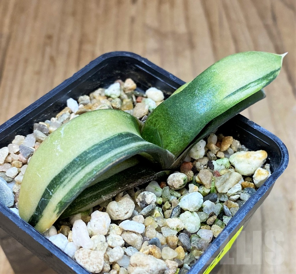 SH4726 Gasteria hybrid f. variegata