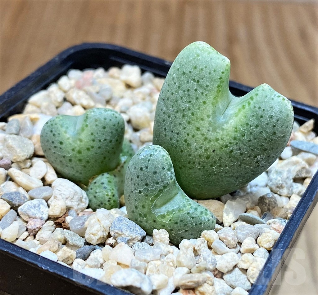 SH4728 Conophytum taylorianum ssp. ernianum