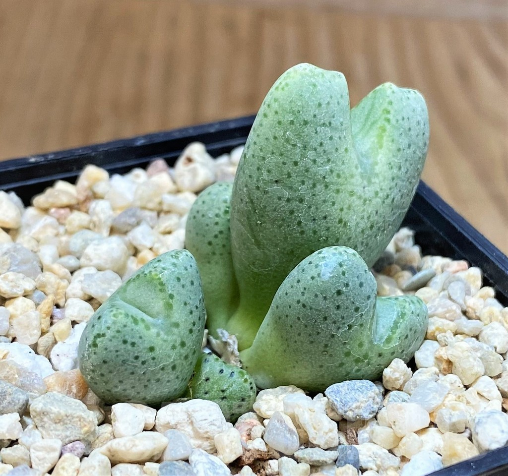 SH4728 Conophytum taylorianum ssp. ernianum - Image 2