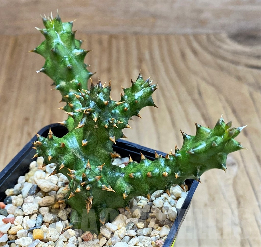 SH4729 Edithcolea grandis - Image 2