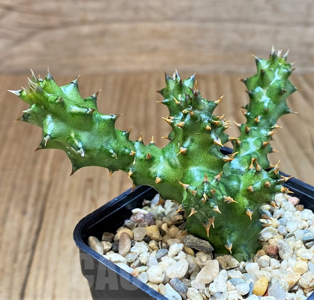 SH4729 Edithcolea grandis - Image 3