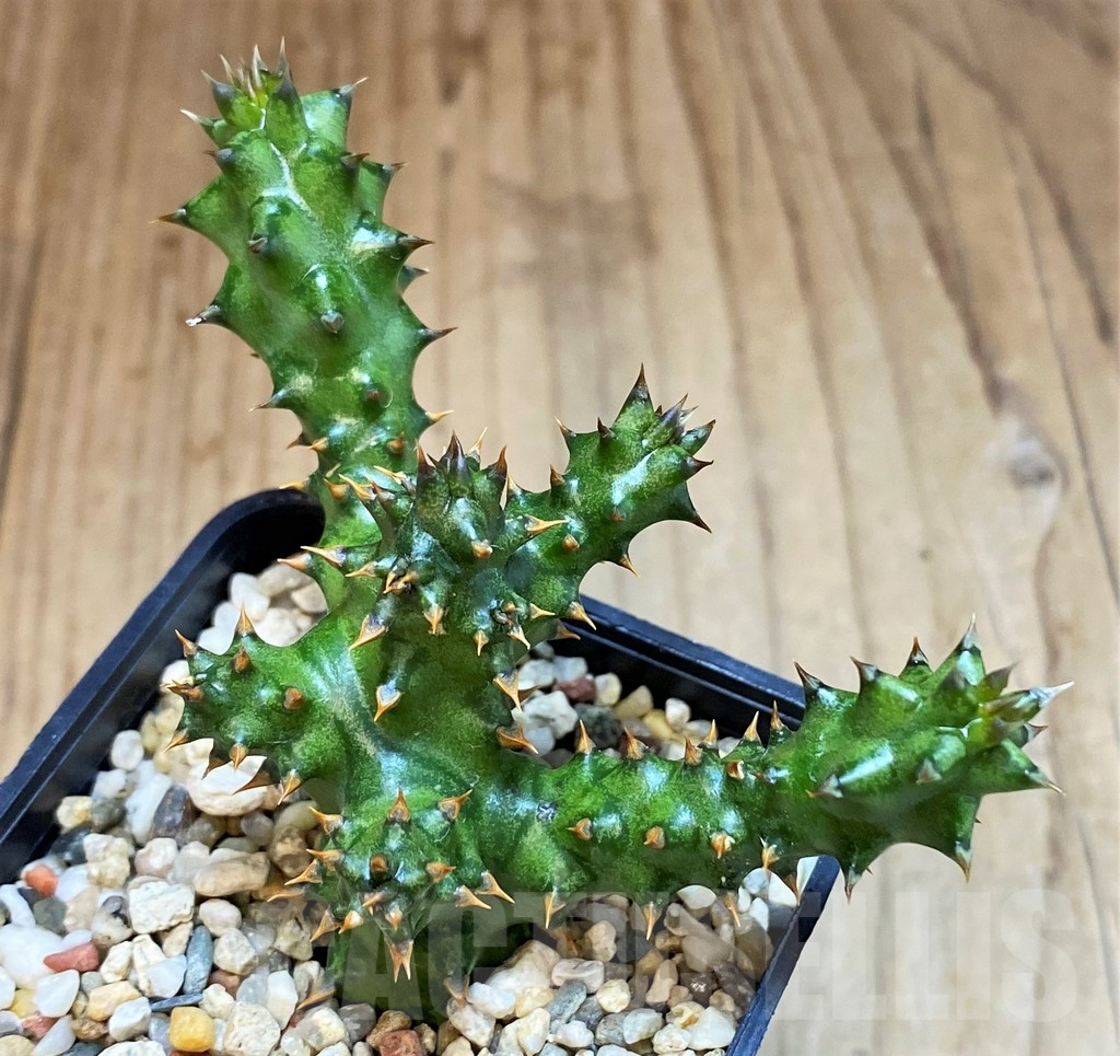 SH4729 Edithcolea grandis