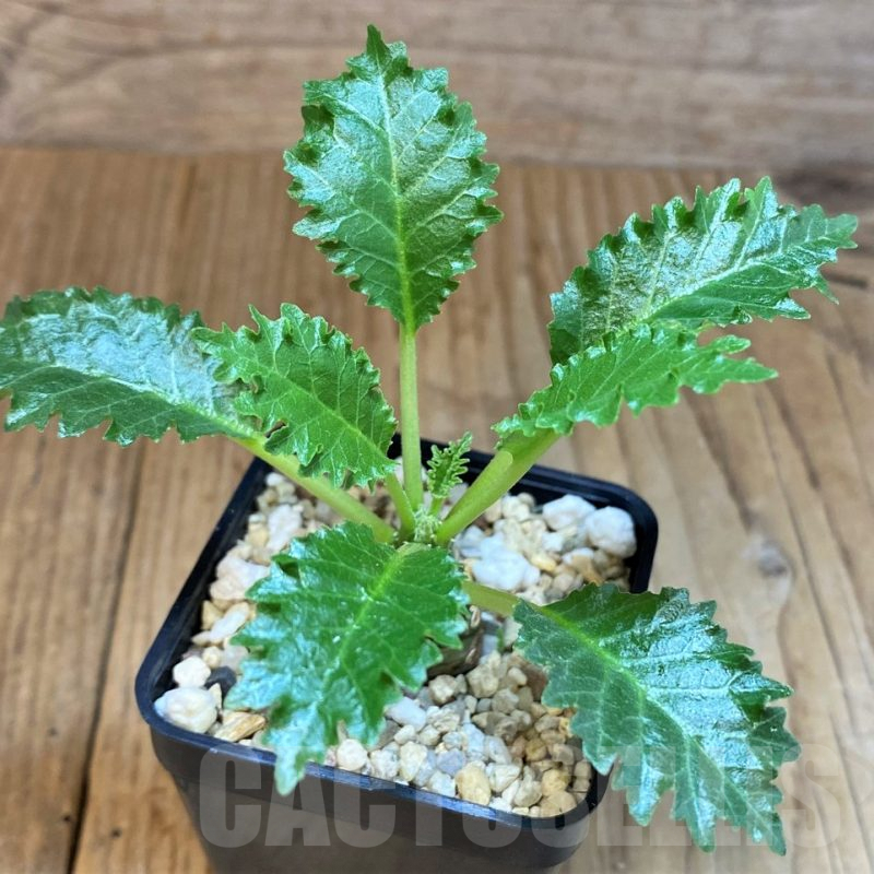 SH4735 Dorstenia horwoodii