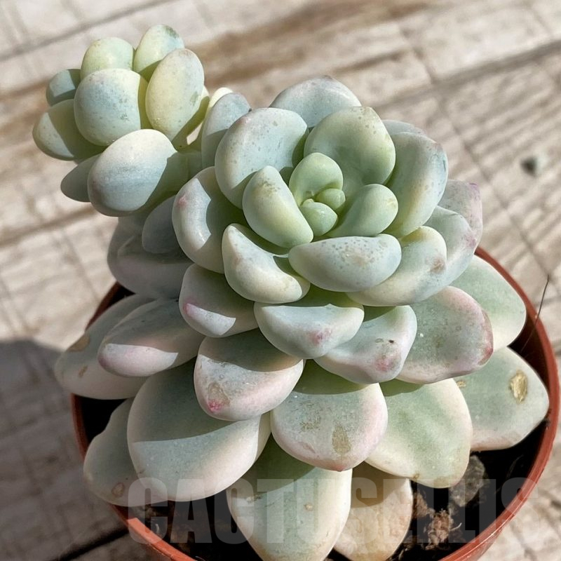 SH4695 Sedum clavatum f.variegata