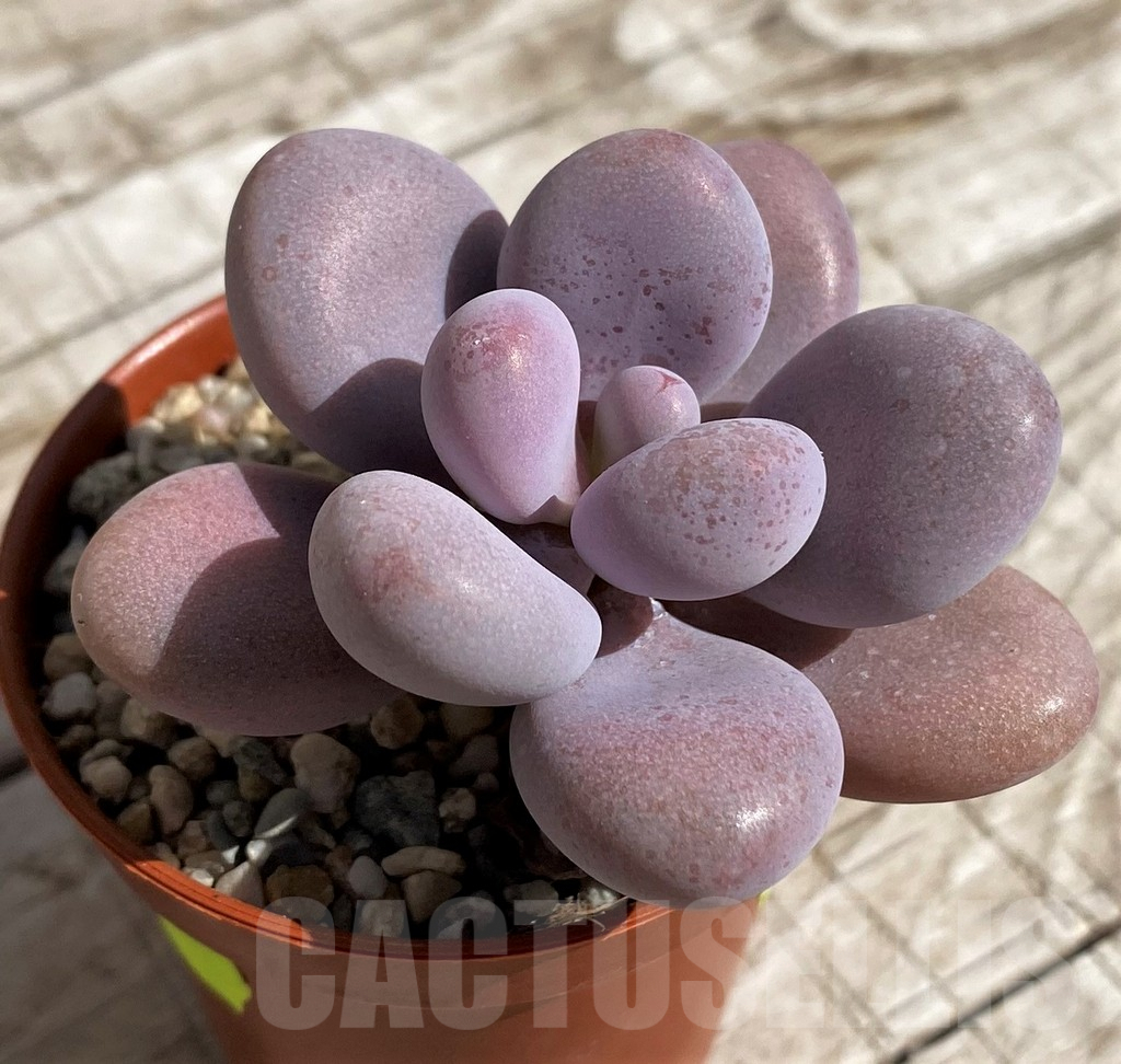 SHND4696 Pachyphytum 'Momobijn' - Image 2