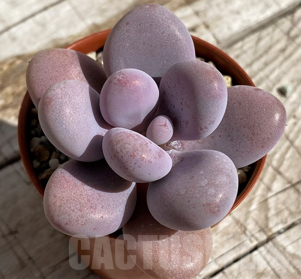 SHND4696 Pachyphytum 'Momobijn'