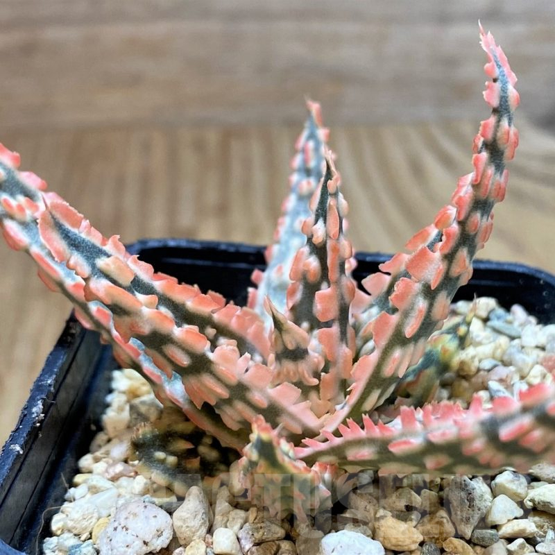 SH4702 Aloe TCT hybrid