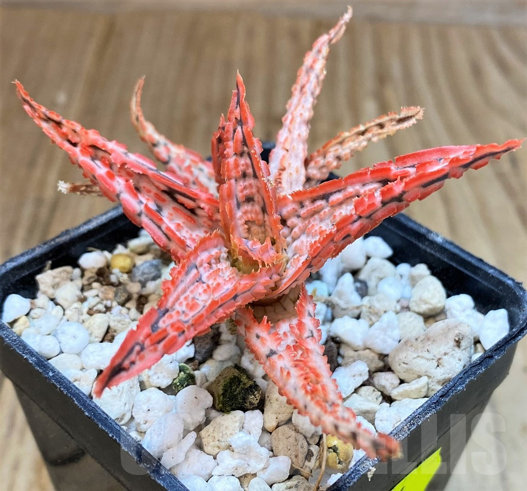 SH4704 Aloe TCT hybrid